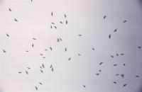 Broad-winged Hawks (kettle)